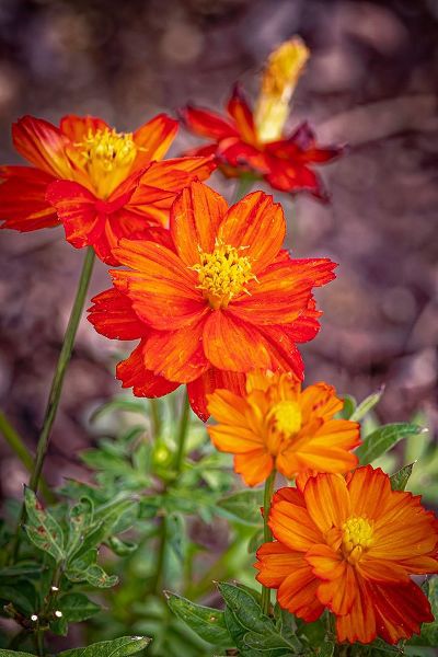Jaynes Gallery 아티스트의 USA-Colorado-Fort Collins Orange coreopsis flowers close-up작품입니다.